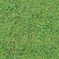 Photo realistic seamless grass texture in high resolution with more than 6 megapixel Royalty Free Stock Photo