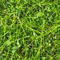 Photo realistic seamless grass texture in high resolution with more than 6 megapixel Royalty Free Stock Photo