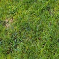 Photo realistic seamless grass texture in high resolution with more than 6 megapixel Royalty Free Stock Photo