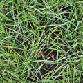 Photo realistic seamless grass texture in high resolution with more than 6 megapixel