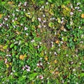 Photo realistic seamless grass texture in high resolution with more than 6 megapixel Royalty Free Stock Photo