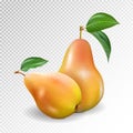 Photo-realistic vector illustration of the two green ripe pears with the green leafs.