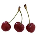 Photorealistic Cherry Set