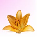 Photo-realistic yellow lily Royalty Free Stock Photo