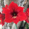 Red amaryllis flower & x28;amaryliis sp& x29;