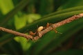 photo of red ants working together to bring white maggots