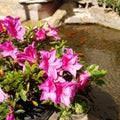 Photo of red azalea flowers planted in polybags by the pool