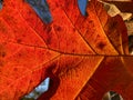 Pretty Red Backlit Leaf in December Royalty Free Stock Photo