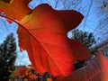 Red Backlit Leaf in December Royalty Free Stock Photo