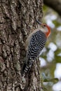 Red-Bellied Woodpecker