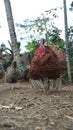 photo of red and black turkey