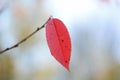 Photo of red cherry leaf on a branch Royalty Free Stock Photo