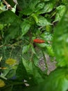 Red chili. chilli trees, green leaves