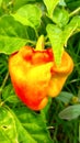 Photo red chili at garden