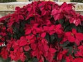 Christmas Holiday Poinsettia Display Royalty Free Stock Photo