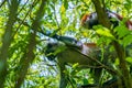 Photo of Red Colobus monkey copulating on the branch. Zanzibar, Tanzania. Piliocolobus tephrosceles