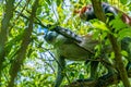 Photo of Red Colobus monkey copulating on the branch. Zanzibar, Tanzania. Piliocolobus tephrosceles