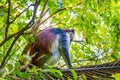 Photo of Red Colobus Piliocolobus tephrosceles sitting on branch. Zanzibar, Tanzania