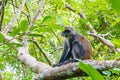 Photo of Red Colobus Piliocolobus tephrosceles sitting on branch. Zanzibar, Tanzania