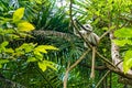 Photo of Red Colobus Piliocolobus tephrosceles sitting on branch. Zanzibar, Tanzania