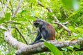 Photo of Red Colobus Piliocolobus tephrosceles sitting on branch. Zanzibar, Tanzania