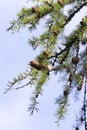 Photo of a red crossbill bird Royalty Free Stock Photo