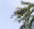 Photo of a red crossbill bird Royalty Free Stock Photo