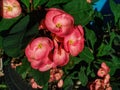 Photo of the red crown of thorns usually grows in the tropics around the garden