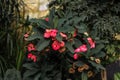 photo of red flowers in front of the house