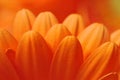 Photo of red gerbera petals, macro photography and flowers background