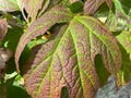 Red and Green Fall Foliage Leaf in October