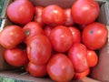 Imperfect Tomatoes at a Discount Price