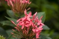 Photo of Red Ixora Flowers blooming in the Garden Royalty Free Stock Photo