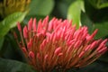 Photo of Red Ixora Flowers blooming in the Garden Royalty Free Stock Photo