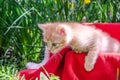 Photo of a red kitten on a red plaid on a background of green grass Royalty Free Stock Photo