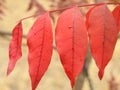 Vibrant red autumn leaves outside