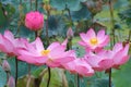 Photo of red lotus flowers blooming in the swamp