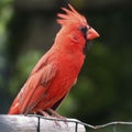 Colorful Male Northern Red Cardinal Bird Royalty Free Stock Photo