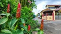 Photo of Red Pacing Pentul Costus spicatus flower Royalty Free Stock Photo