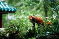 Red panda in Pairia Daiza