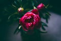 Photo of a Red Peony Bouquet