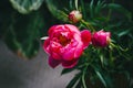 Photo of a Red Peony Bouquet