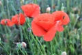 Red poppies in the meadow, France Royalty Free Stock Photo