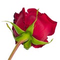 Photo of a red rose bottom view Royalty Free Stock Photo