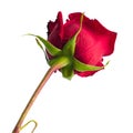 Photo of a red rose bottom view Royalty Free Stock Photo