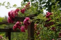 Red rose climbing rose trellis - beautiful Royalty Free Stock Photo