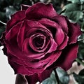 Edited rose photo