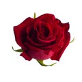 Photo of a red rose top view Royalty Free Stock Photo