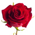 Photo of a red rose top view Royalty Free Stock Photo