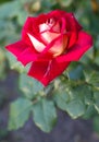 Photo red rose. Vertical image.